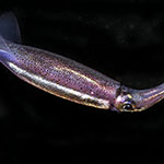 Sthenoteuthis oualaniensis